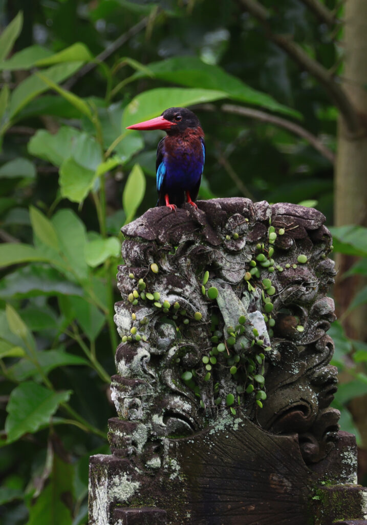 Javan Kingfisher