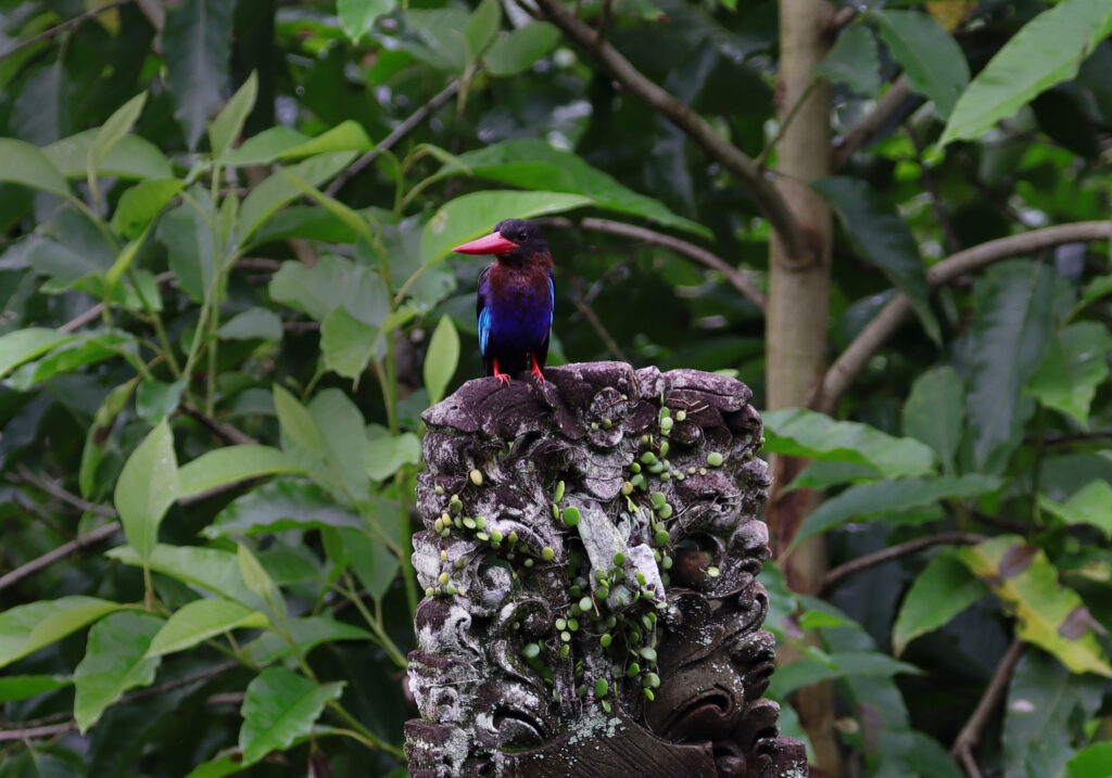 Javan Kingfisher