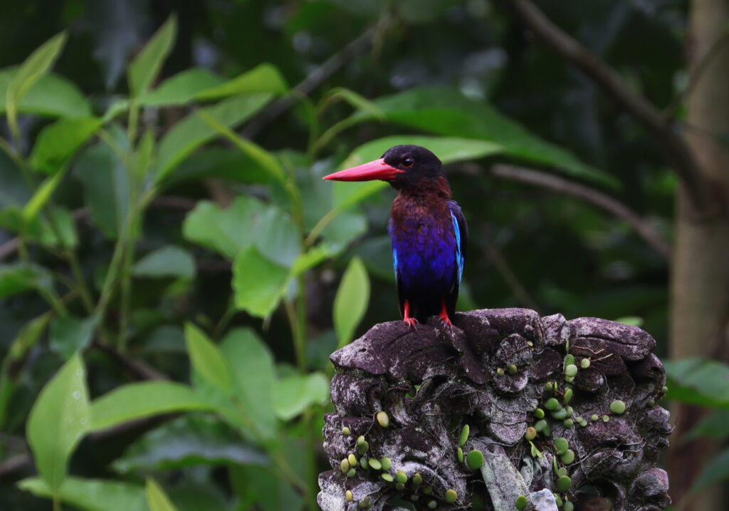 Javan Kingfisher