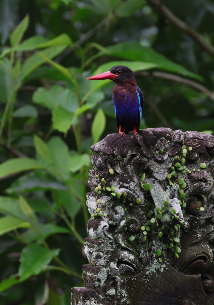 Javan Kingfisher