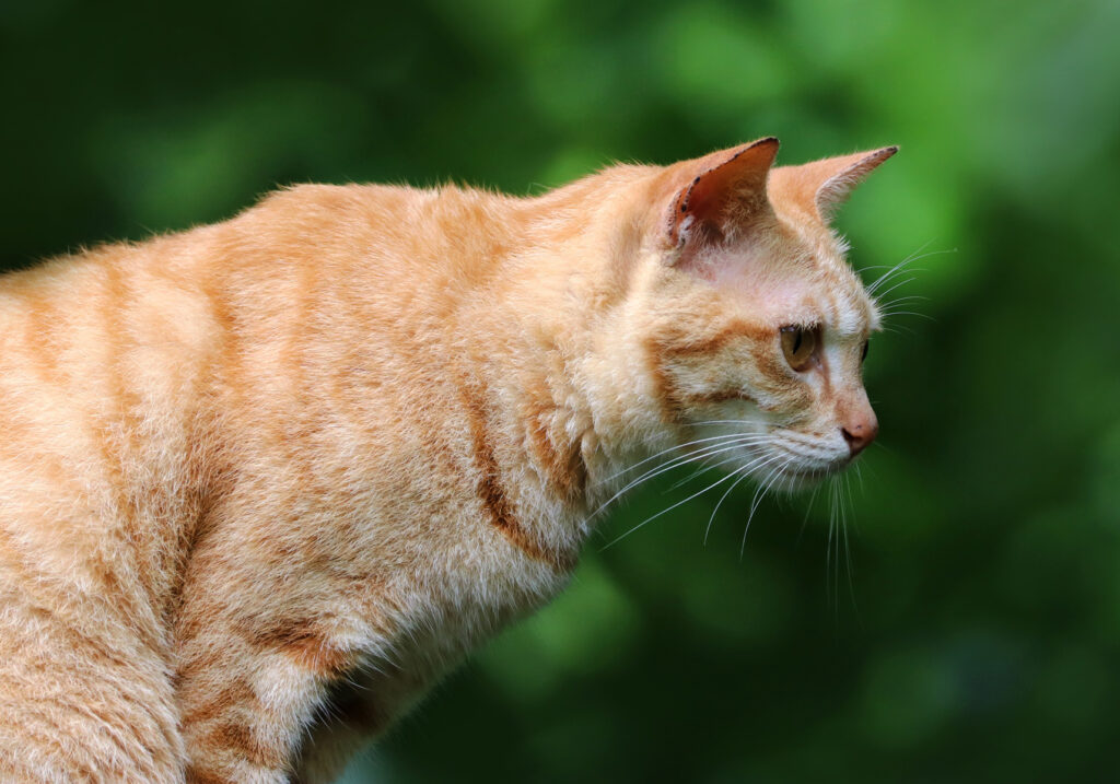 Domestic Cat (Felis catus)