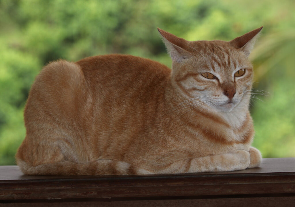 Domestic Cat (Felis catus)