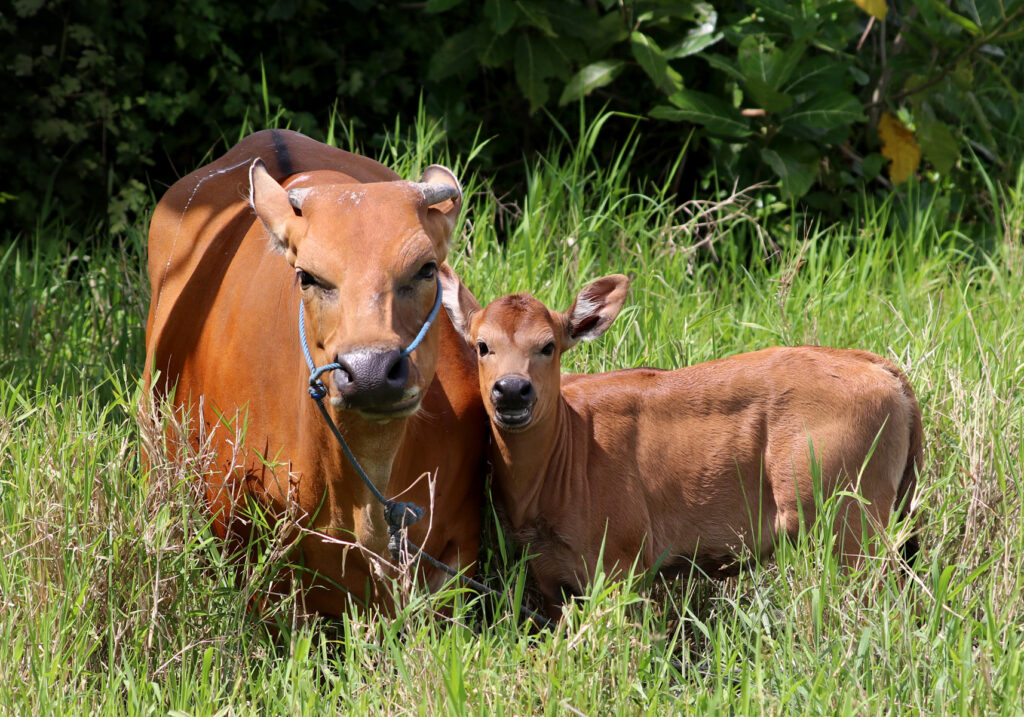 Sapi Bali (Bos javanicus f. domesticus)