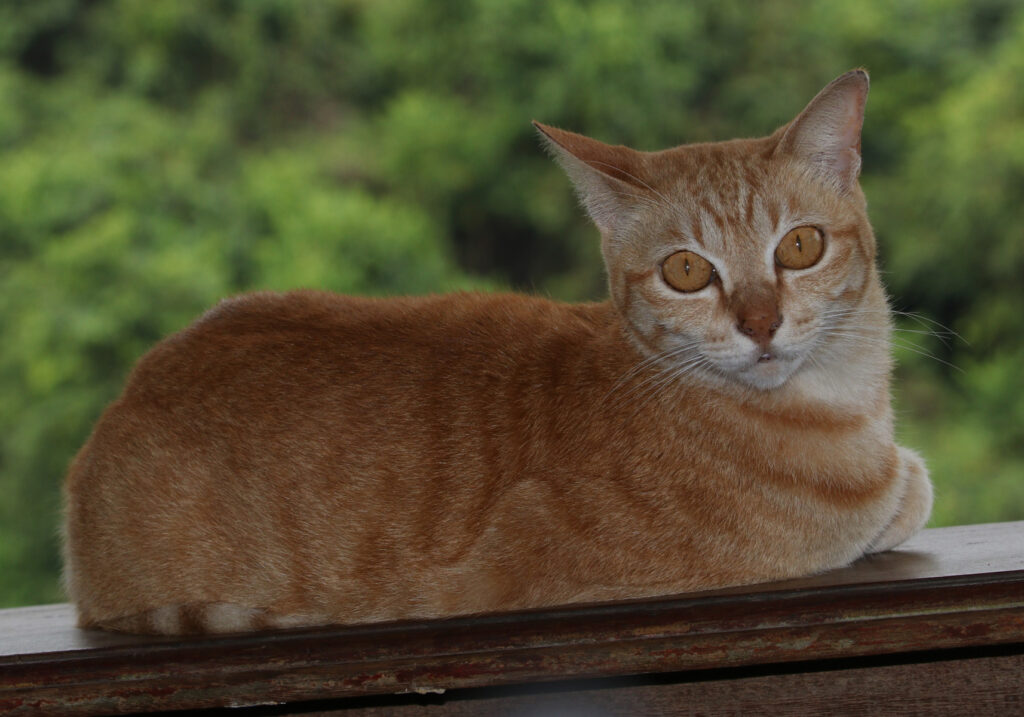 Domestic Cat (Felis catus)