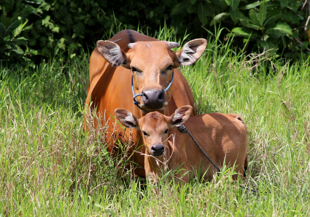 Sapi Bali (Bos javanicus f. domesticus)