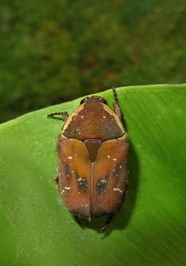 Protaetia ciliata