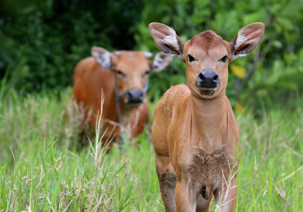 Sapi Bali (Bos javanicus f. domesticus)