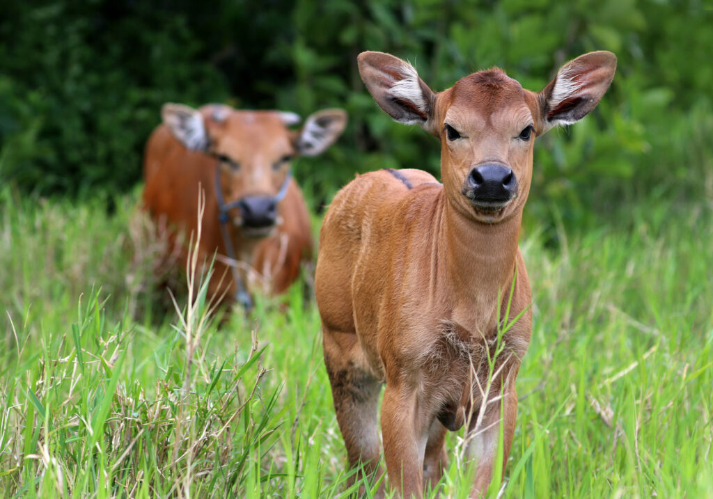 Sapi Bali (Bos javanicus f. domesticus)