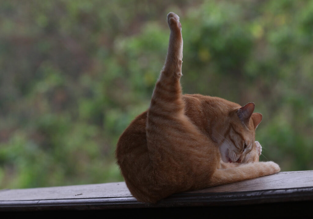 Domestic Cat (Felis catus)