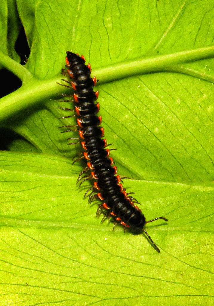 Kaki Seribu Berpunggung Datar (Ordo Polydesmida)