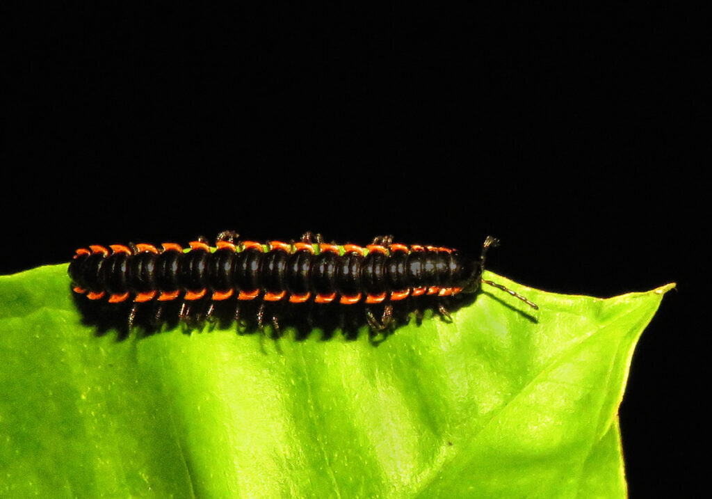 Kaki Seribu Berpunggung Datar (Ordo Polydesmida)