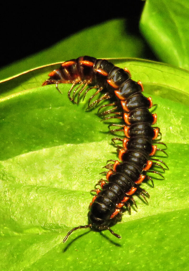 Kaki Seribu Berpunggung Datar (Ordo Polydesmida)