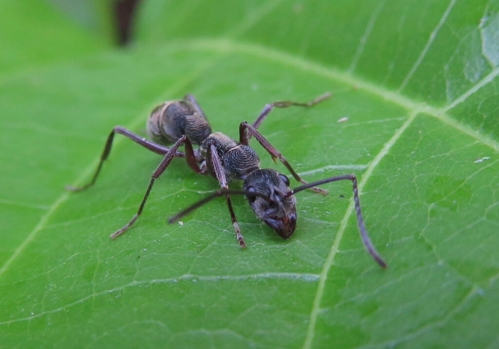 Semut Ponerine (Subfamili Ponerinae)