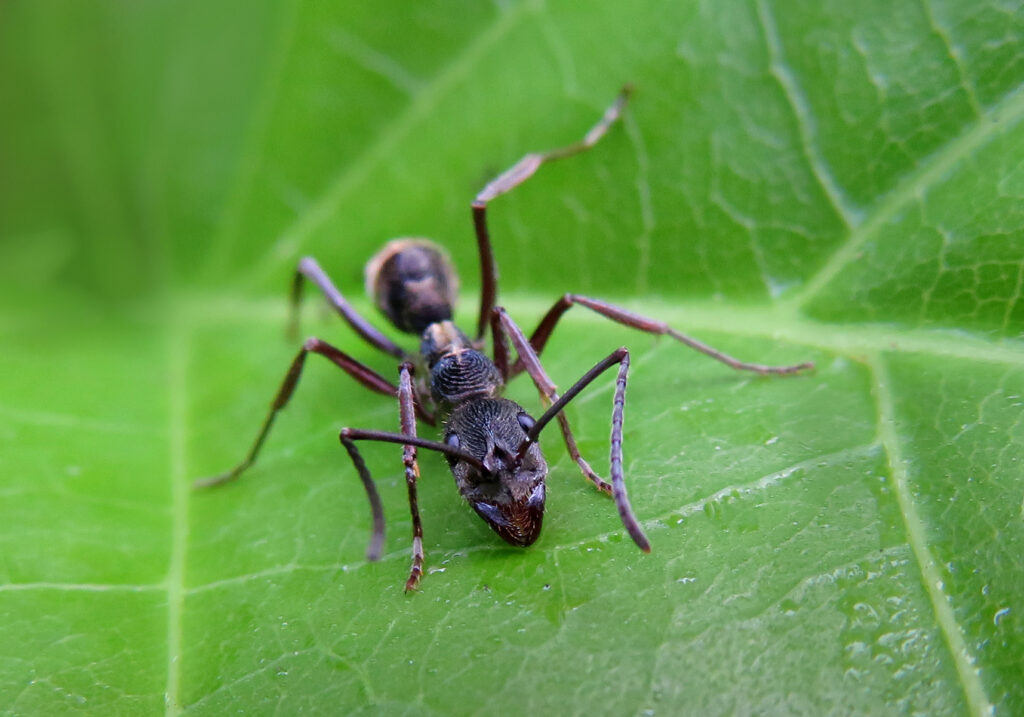 Semut Ponerine (Subfamili Ponerinae)