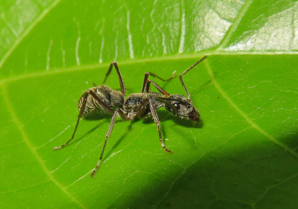 Semut Ponerine (Subfamili Ponerinae)