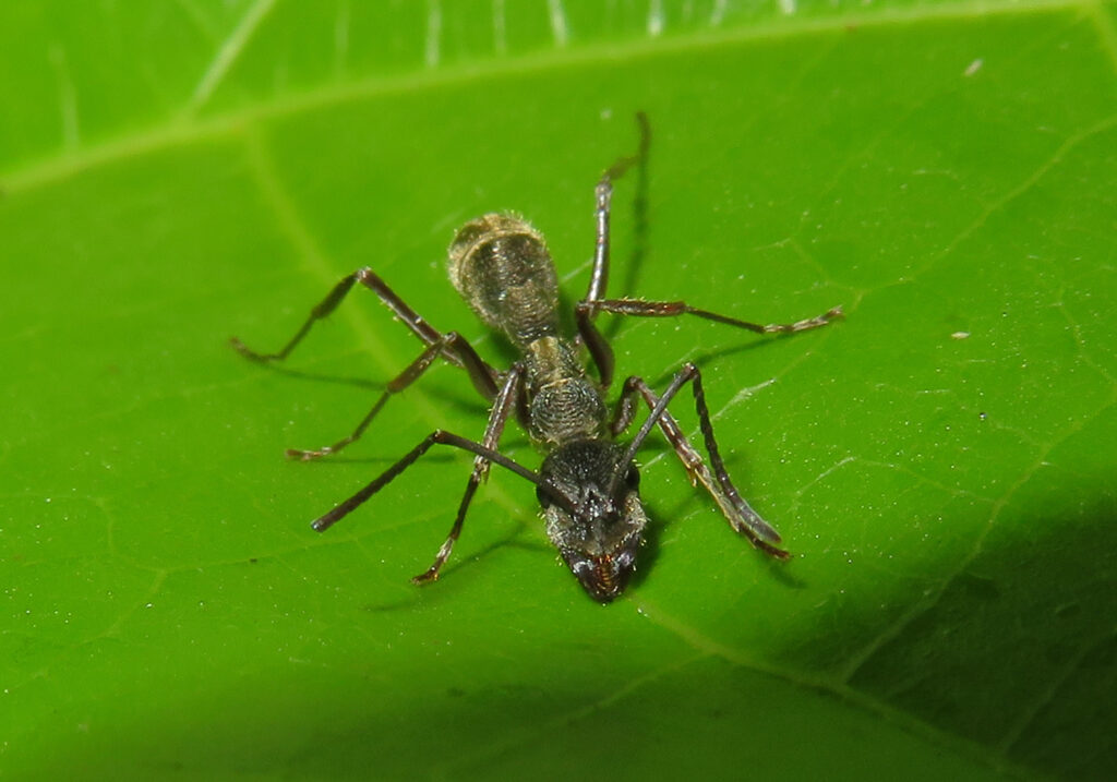 Semut Ponerine (Subfamili Ponerinae)