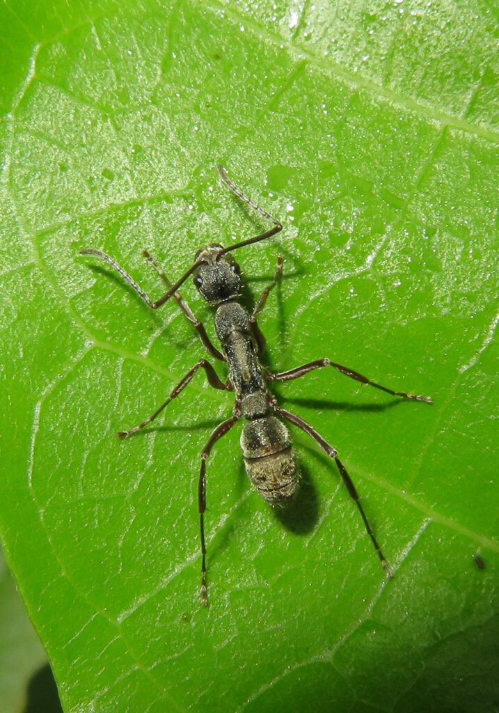 Semut Ponerine (Subfamili Ponerinae)