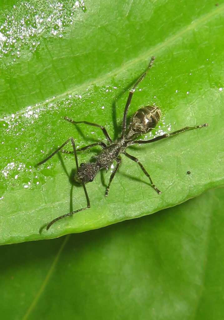 Semut Ponerine (Subfamili Ponerinae)