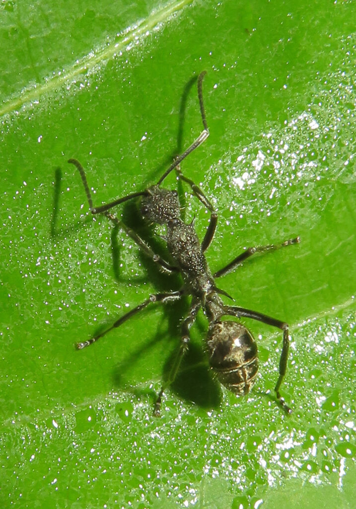 Semut Ponerine (Subfamili Ponerinae)