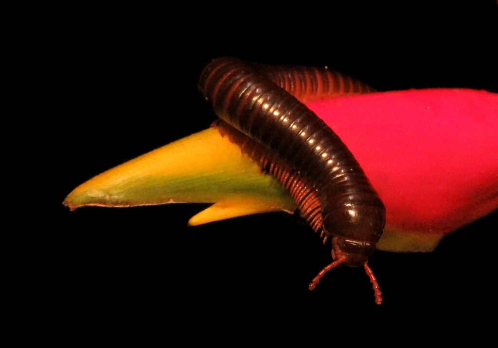 Kaki Seribu Punggung Bulat (Superordo Juliformia)