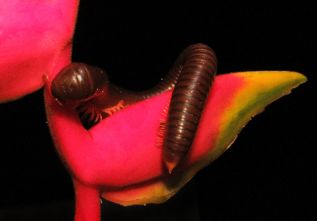 Kaki Seribu Punggung Bulat (Superordo Juliformia)