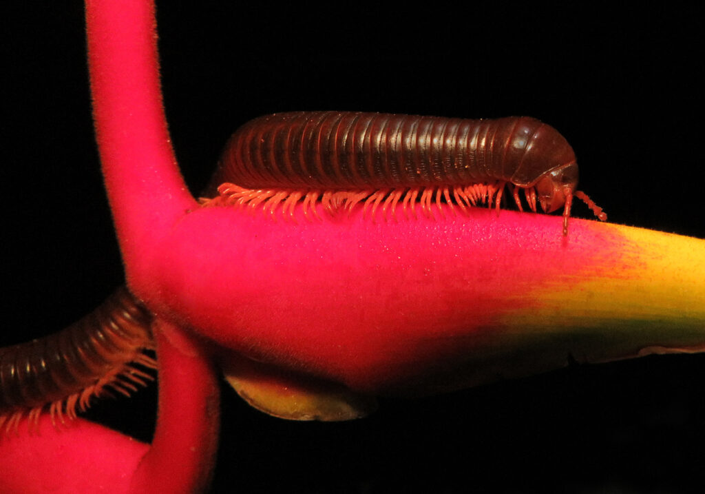 Kaki Seribu Punggung Bulat (Superordo Juliformia)