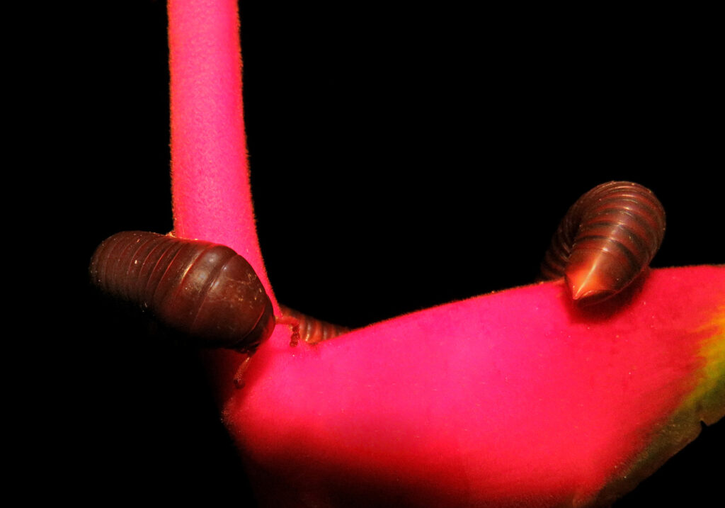 Kaki Seribu Punggung Bulat (Superordo Juliformia)