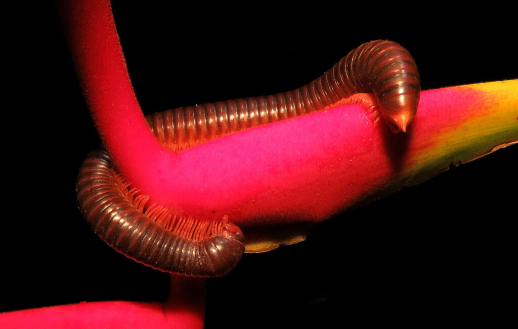 Kaki Seribu Punggung Bulat (Superordo Juliformia)