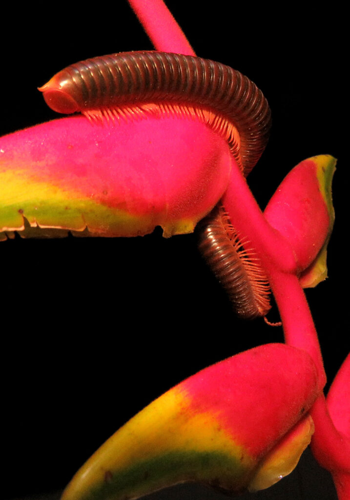 Kaki Seribu Punggung Bulat (Superordo Juliformia)