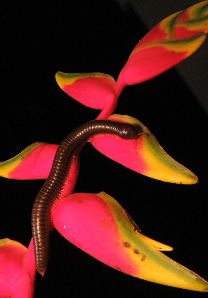 Kaki Seribu Punggung Bulat (Superordo Juliformia)