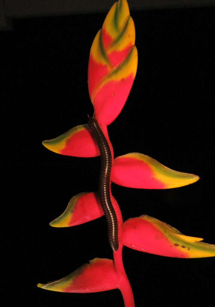 Kaki Seribu Punggung Bulat (Superordo Juliformia)