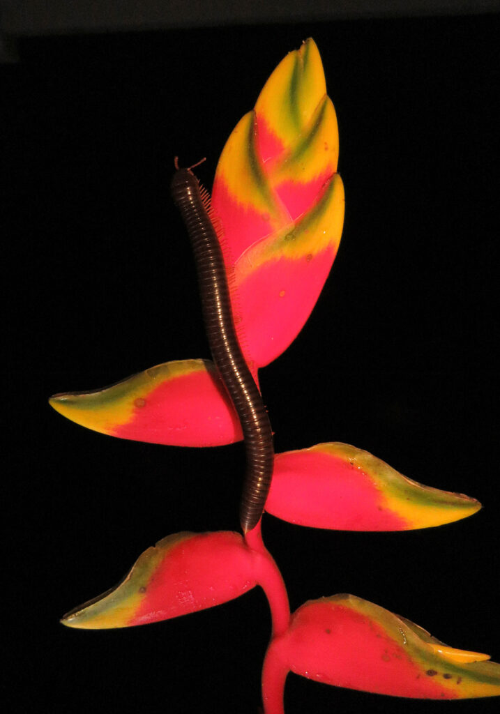 Kaki Seribu Punggung Bulat (Superordo Juliformia)