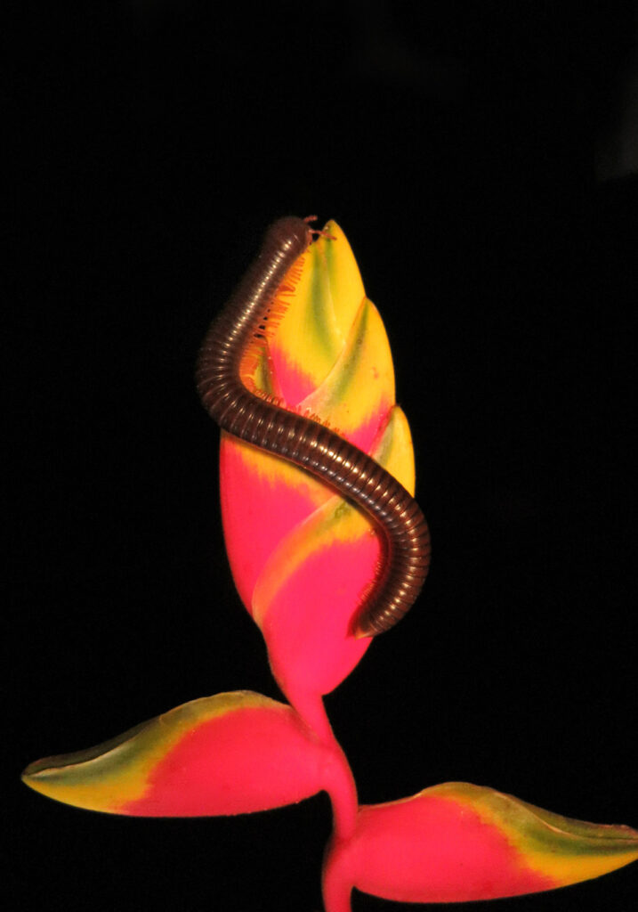 Kaki Seribu Punggung Bulat (Superordo Juliformia)