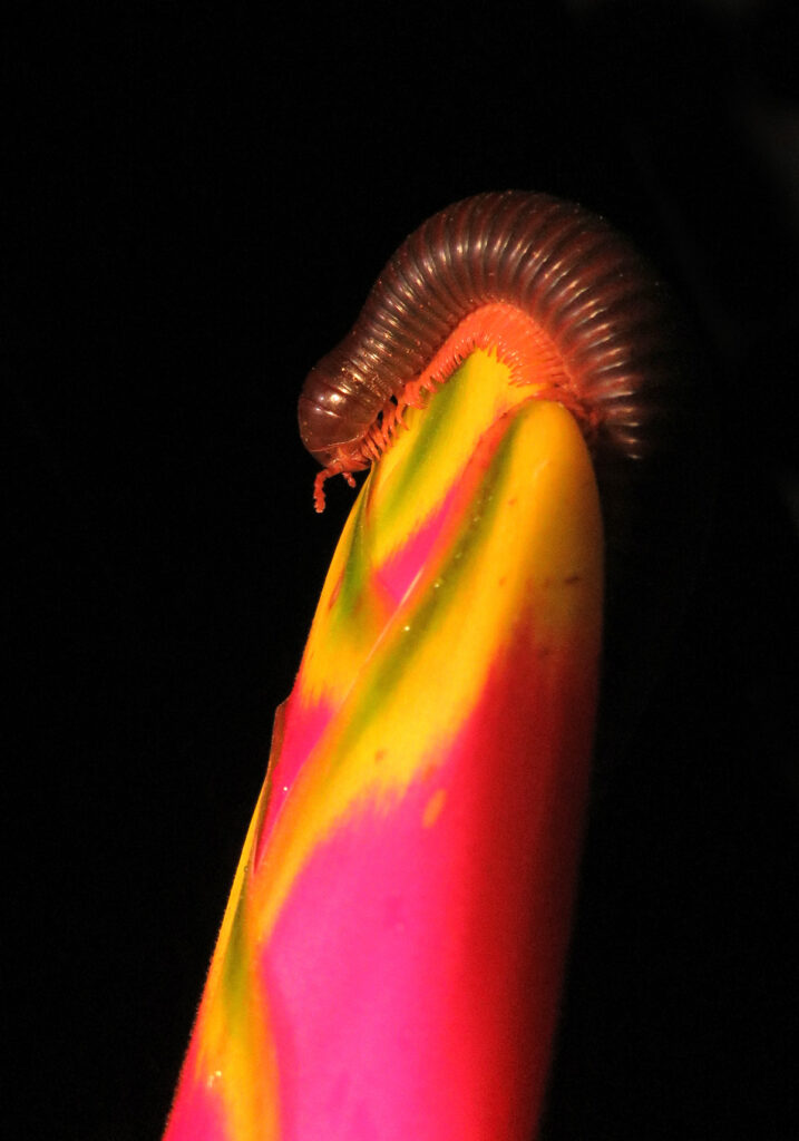 Kaki Seribu Punggung Bulat (Superordo Juliformia)