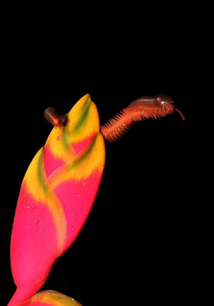 Kaki Seribu Punggung Bulat (Superordo Juliformia)