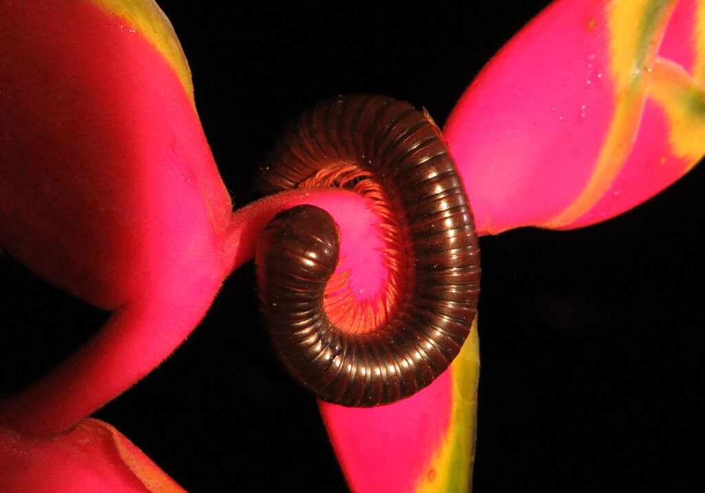 Kaki Seribu Punggung Bulat (Superordo Juliformia)