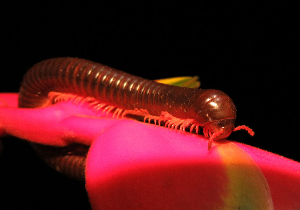 Kaki Seribu Punggung Bulat (Superordo Juliformia)