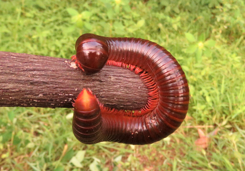 Kaki Seribu Punggung Bulat (Superordo Juliformia)