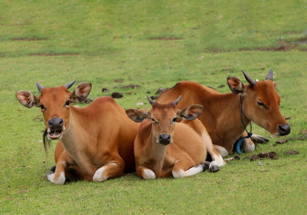 Sapi Bali (Bos javanicus f. domesticus)