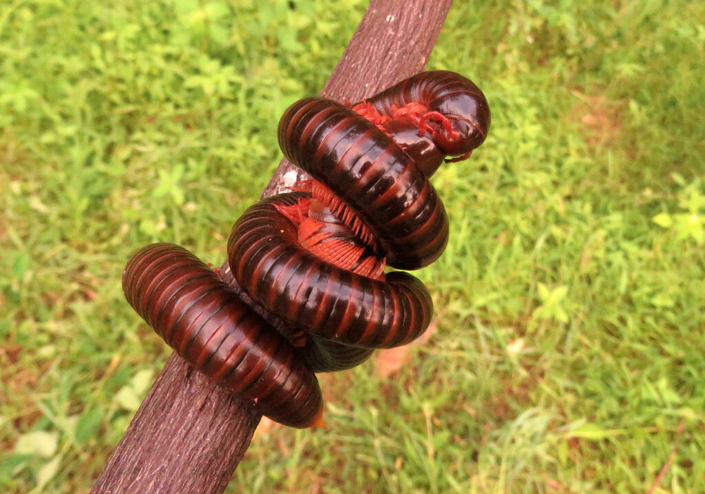 Kaki Seribu Punggung Bulat (Superordo Juliformia)