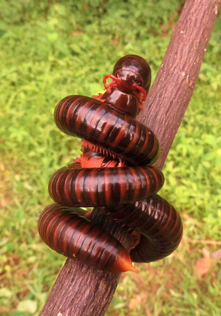 Kaki Seribu Punggung Bulat (Superordo Juliformia)