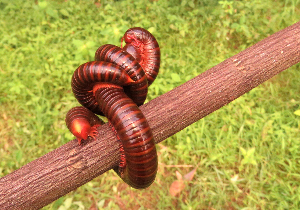 Kaki Seribu Punggung Bulat (Superordo Juliformia)