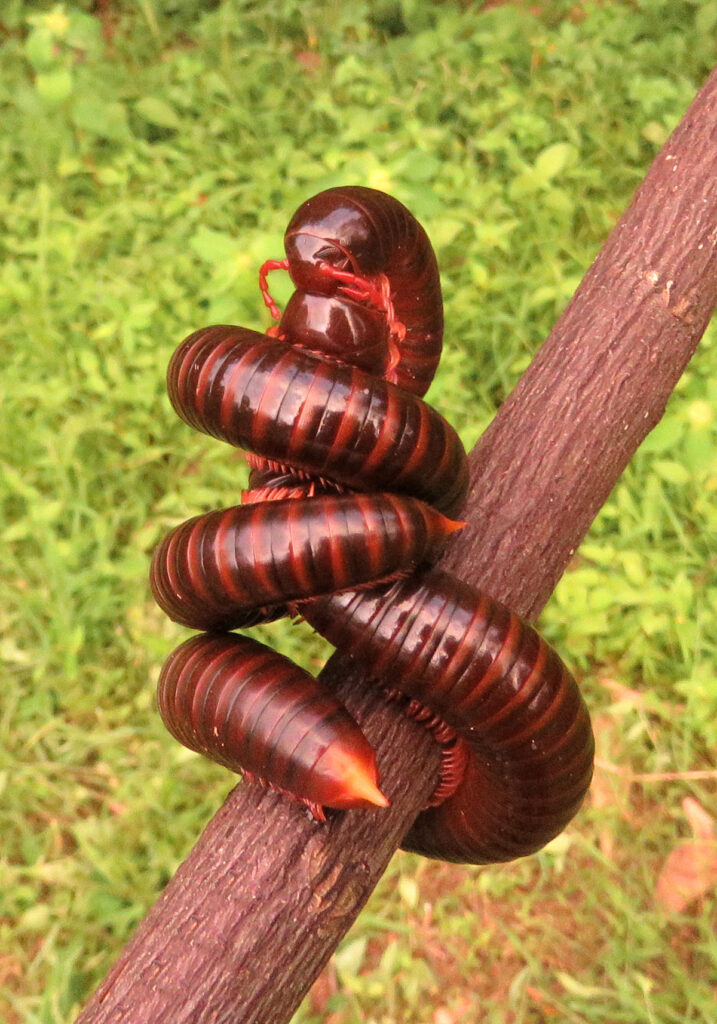 Kaki Seribu Punggung Bulat (Superordo Juliformia)