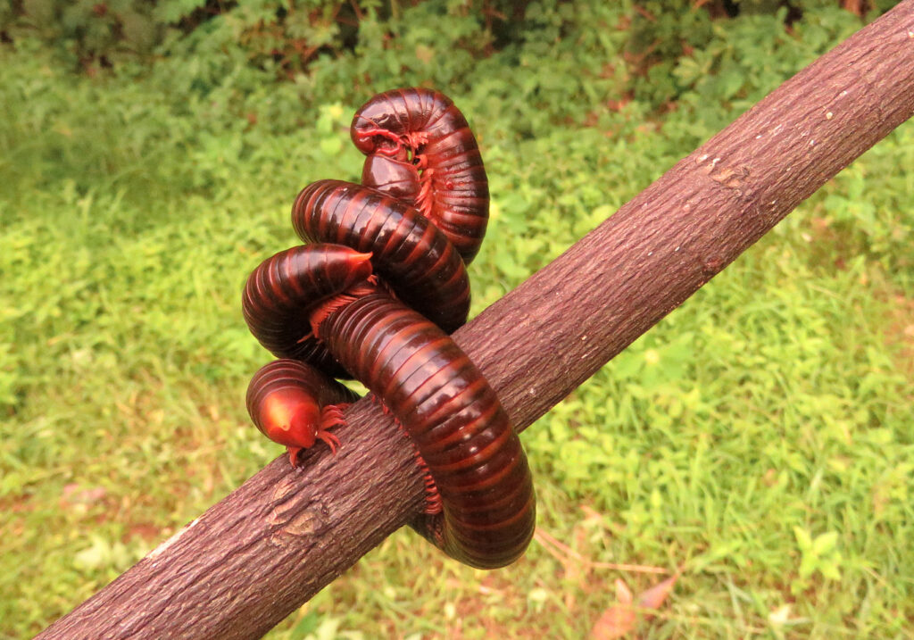 Kaki Seribu Punggung Bulat (Superordo Juliformia)