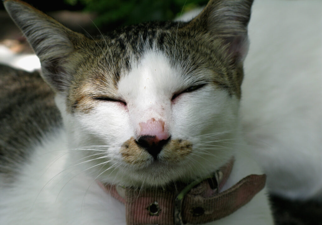 Domestic Cat (Felis catus)