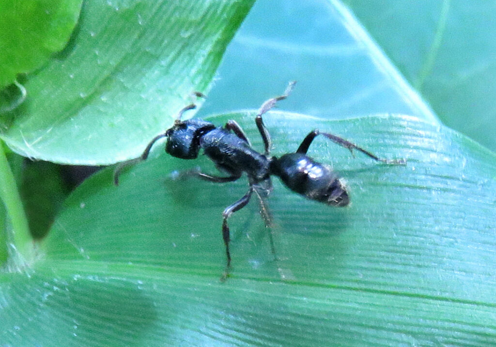 Genus Odontoponera