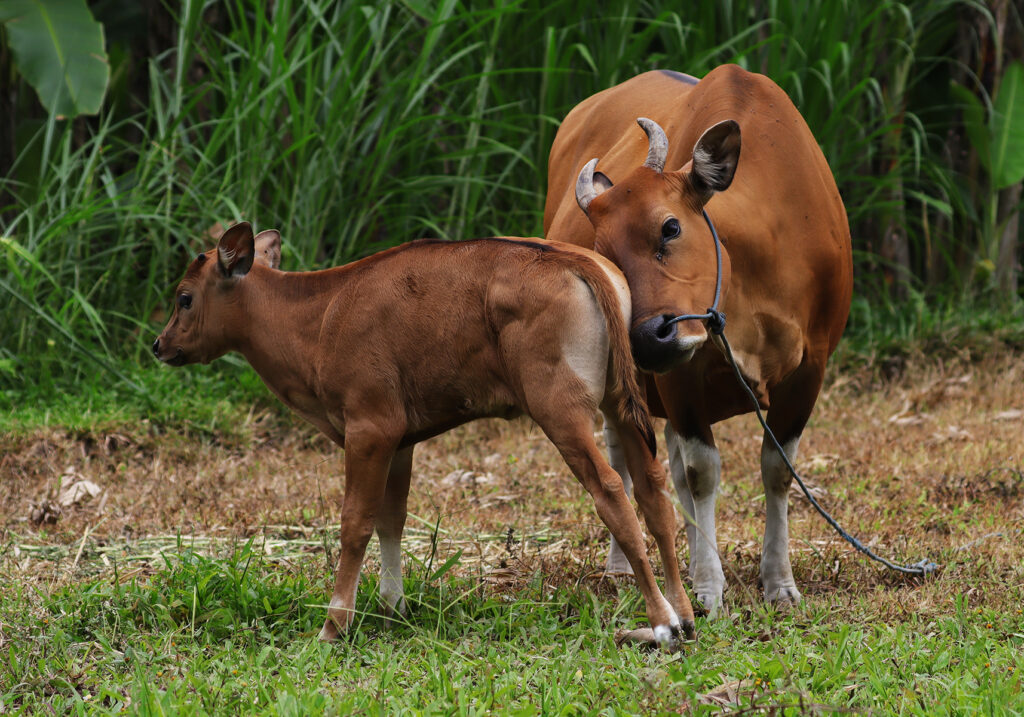 Sapi Bali (Bos javanicus f. domesticus)