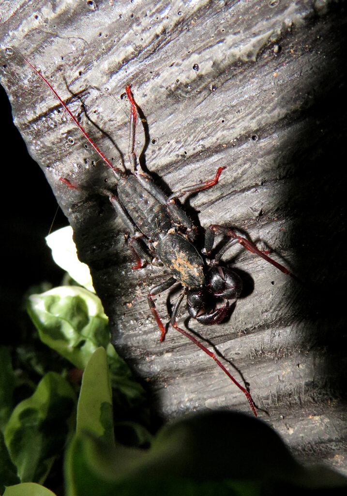 Kalajengking Cambuk (Famili Thelyphonidae)