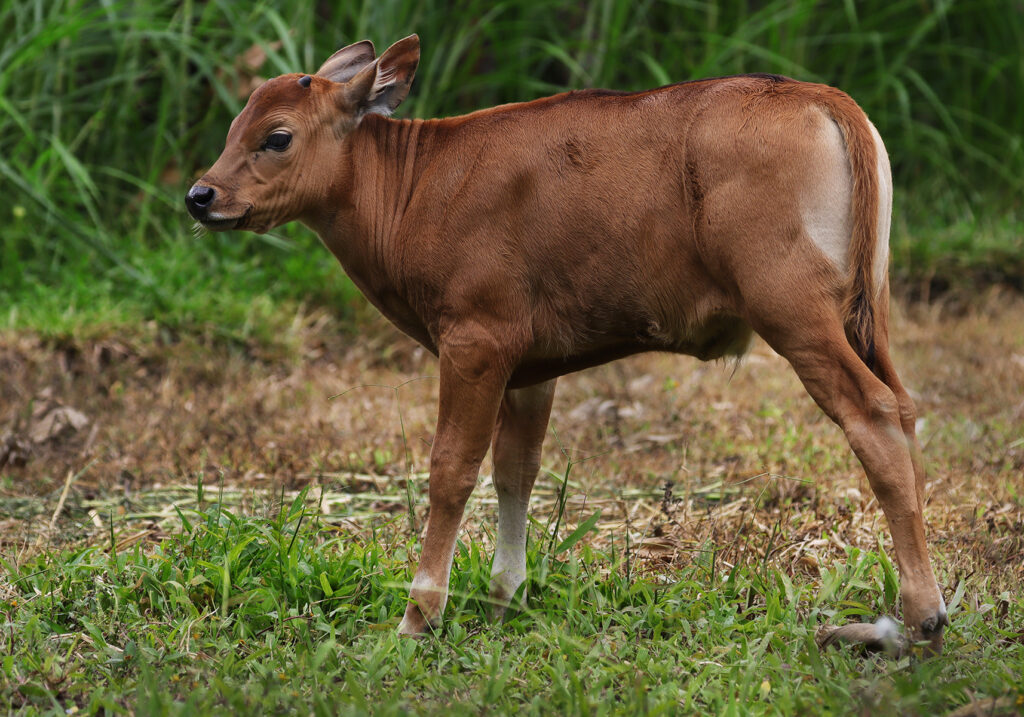 Sapi Bali (Bos javanicus f. domesticus)