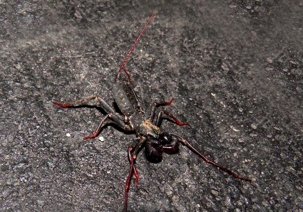 Kalajengking Cambuk (Famili Thelyphonidae)